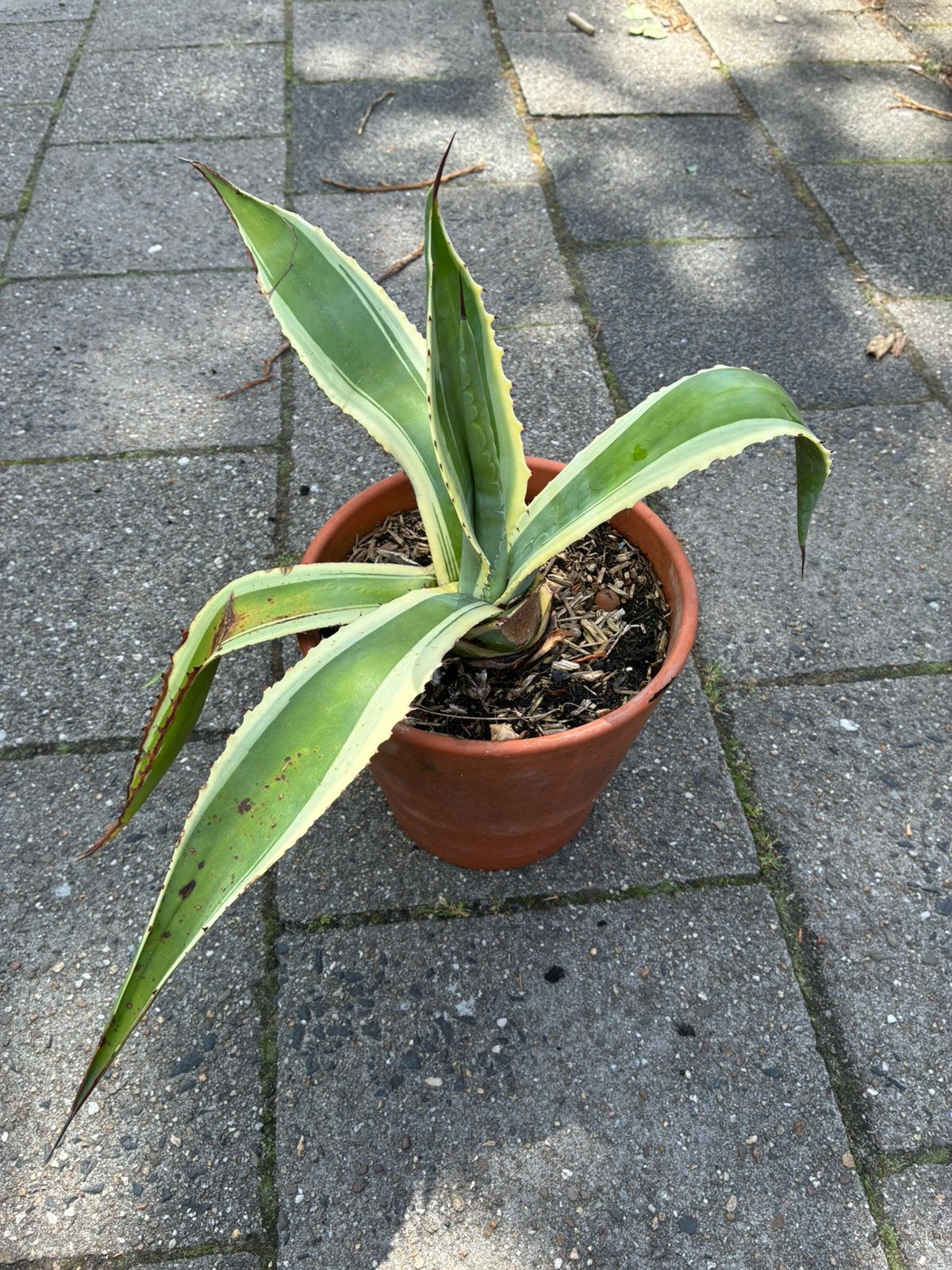 Agave americana / honderdjarige aloe, Ophalen, Bloeit niet, Overige soorten, Volle zon