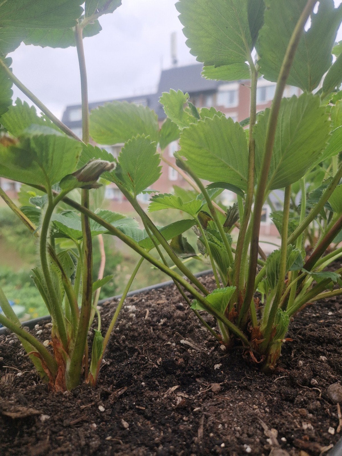 Grote bak/pot 2e-jaars aardbeienplanten voor eigen kweek, Volle zon, Vaste plant, Ophalen of Verzenden, Fruitplanten