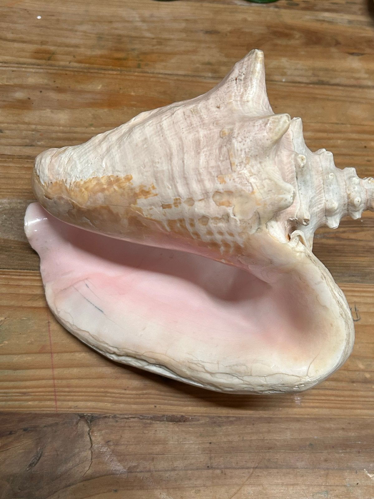 Prachtige Roze Vleugelhoorn / Koninginschelp, Ophalen of Verzenden, Gebruikt