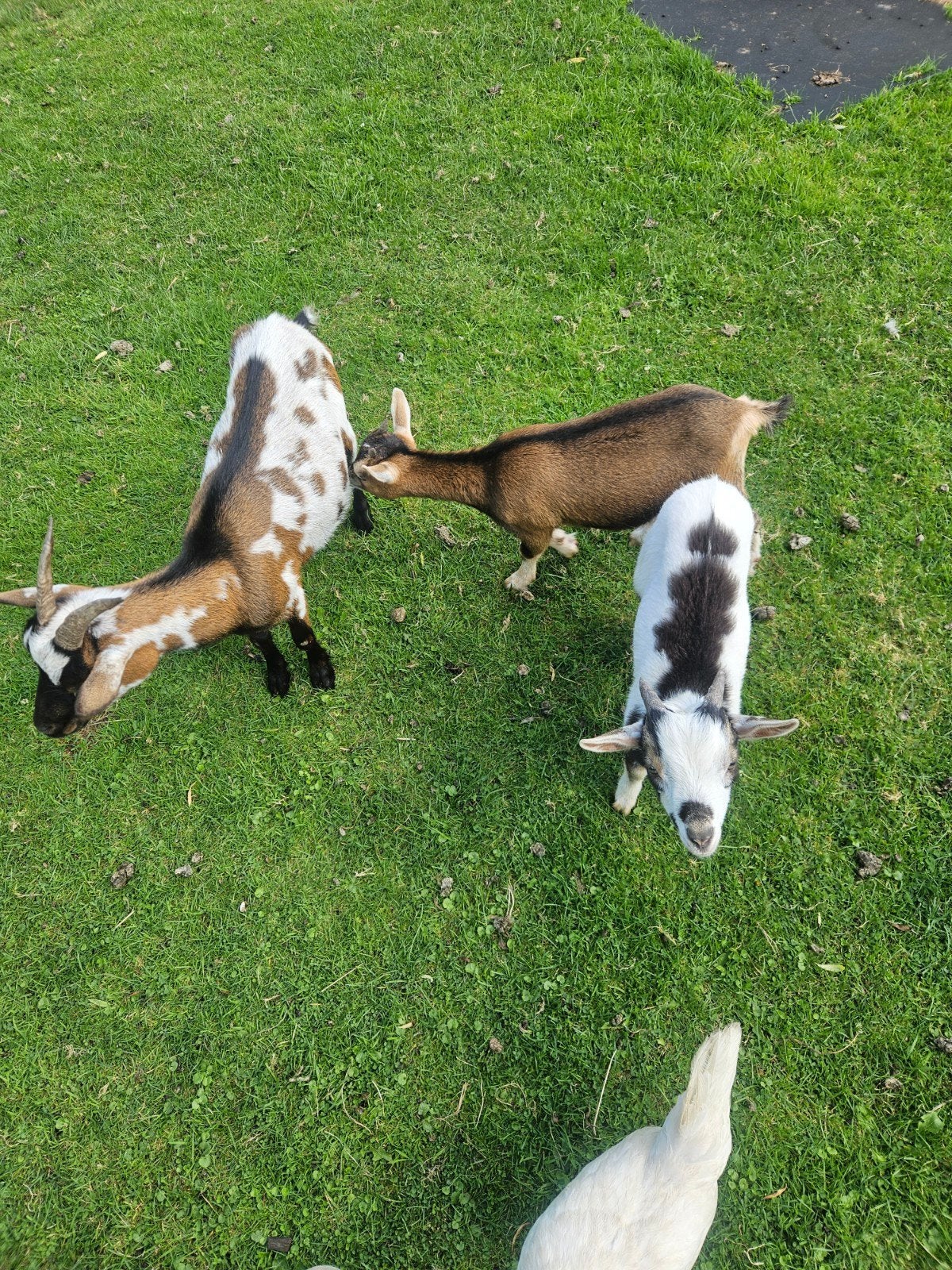 Bokje wit met zwart (koetje), Mannelijk, Geit, 0 tot 2 jaar