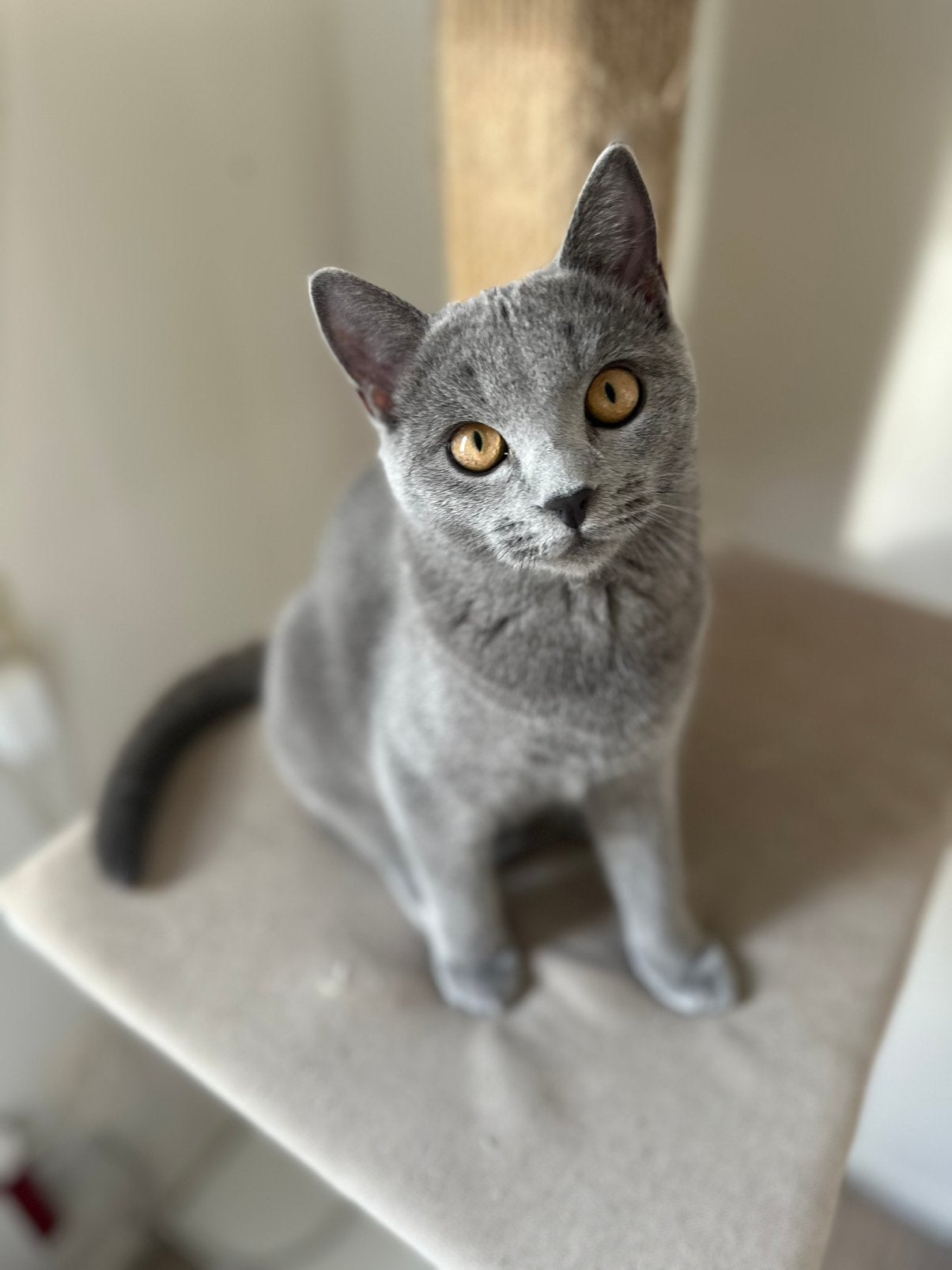 Blauwe rus poes van 1 jaar oud te koop., Dieren en Toebehoren, Poes, Gechipt, 0 tot 2 jaar