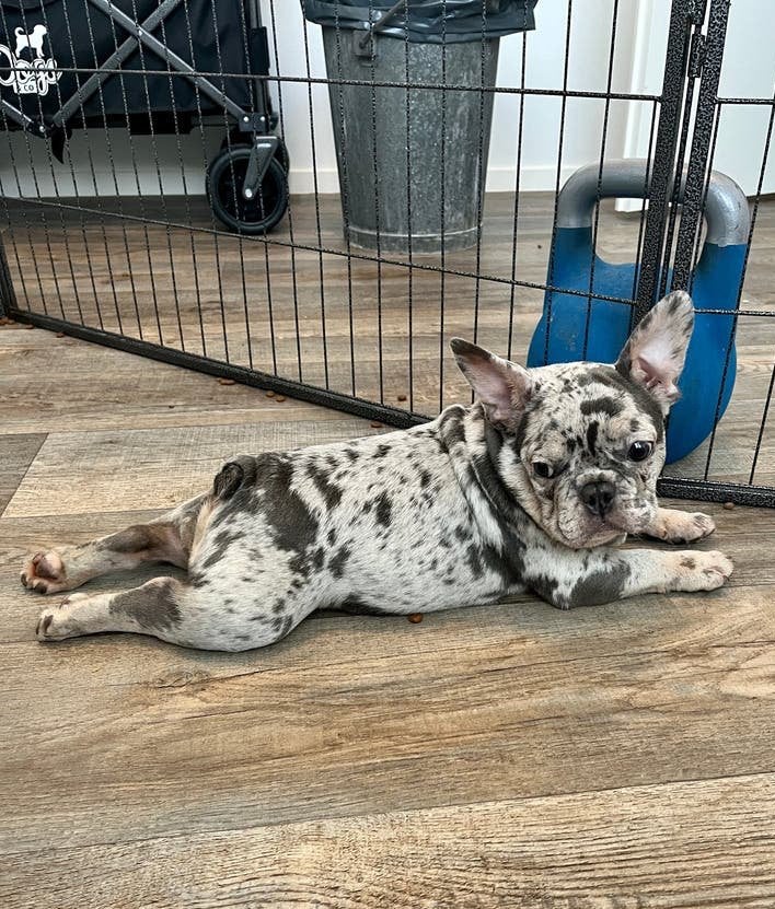 🐾 Prachtige Blue Merle Franse Bulldog pup laatste reutje 💙, Dieren en Toebehoren, 15 weken tot 1 jaar, Reu, Buitenland, Bulldog