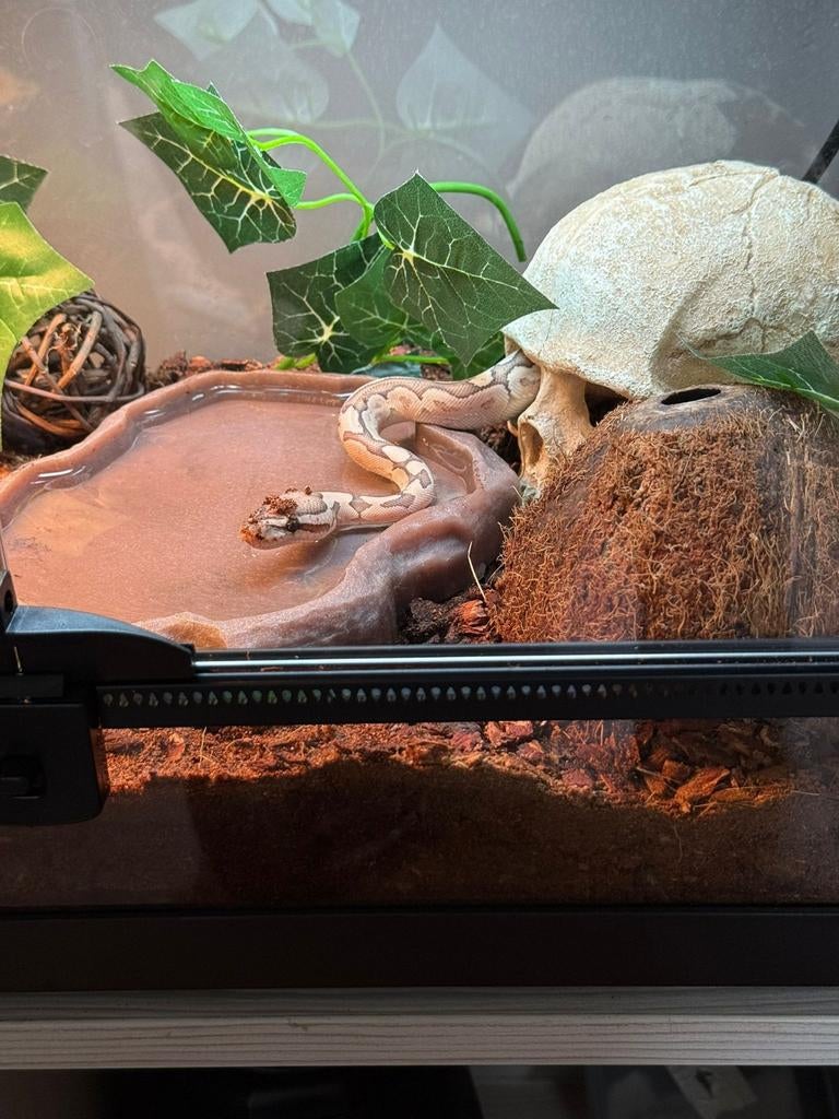 Koningspython (bamboo, desert ghost) Ball Python - unknown for sale from Tom's isopods