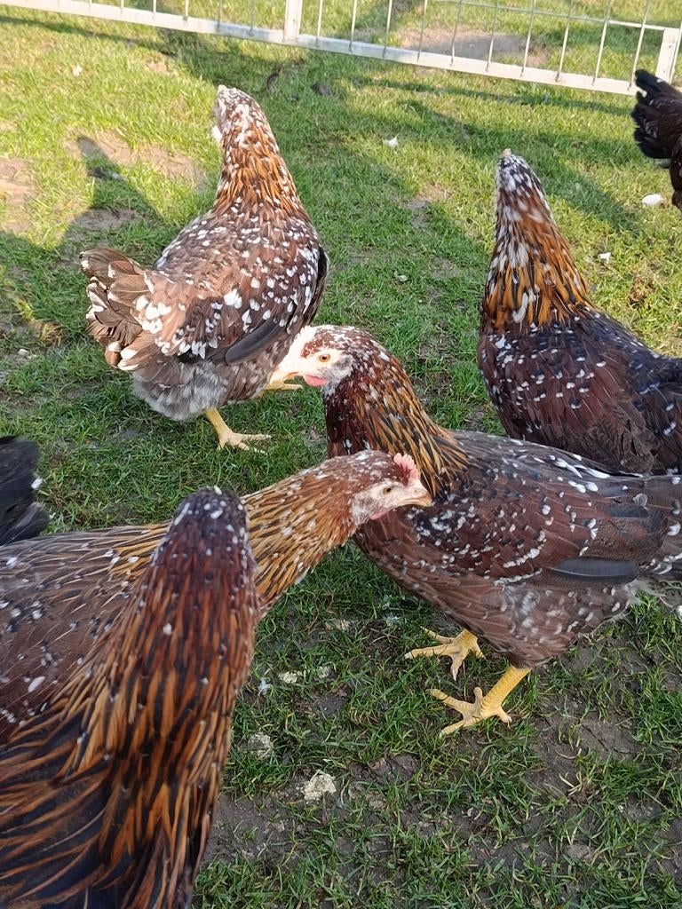 Bloemkippen te koop, Dieren en Toebehoren, Pluimvee, Meerdere dieren, Kip