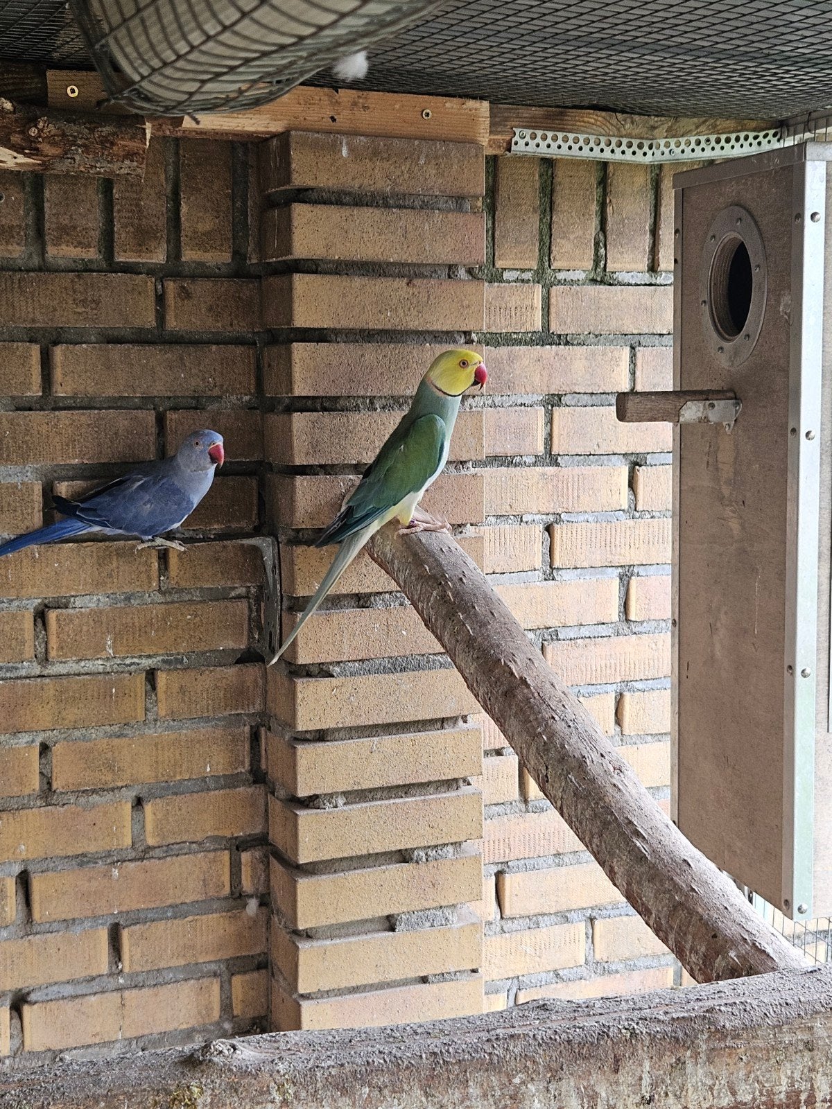 Halsbandparkieten, Dieren en Toebehoren, Meerdere dieren, Parkiet