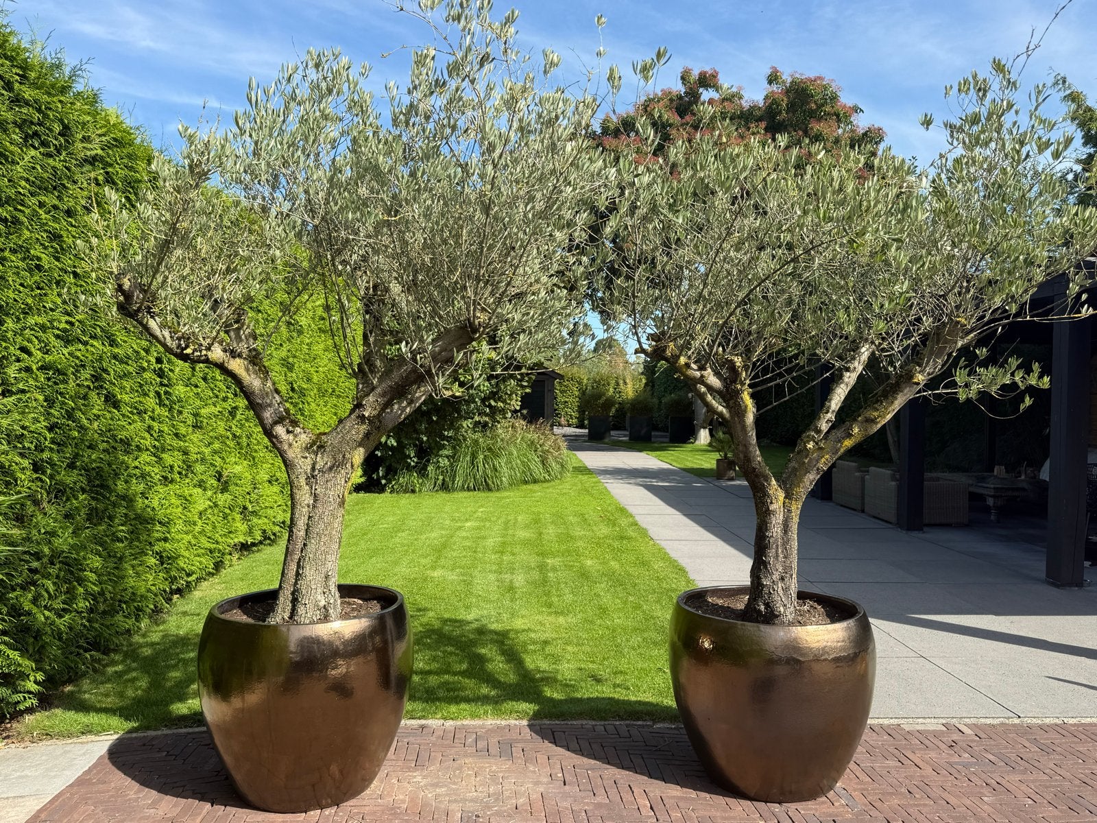 Stijlvolle XXL Olijfbomen in Pot - Unieke blikvangers, Ophalen, Kunststof, 40 cm of meer, Rond