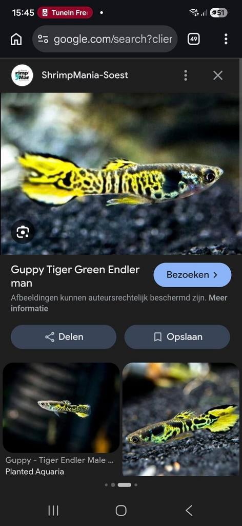 Ras Yellow tiger endler guppen