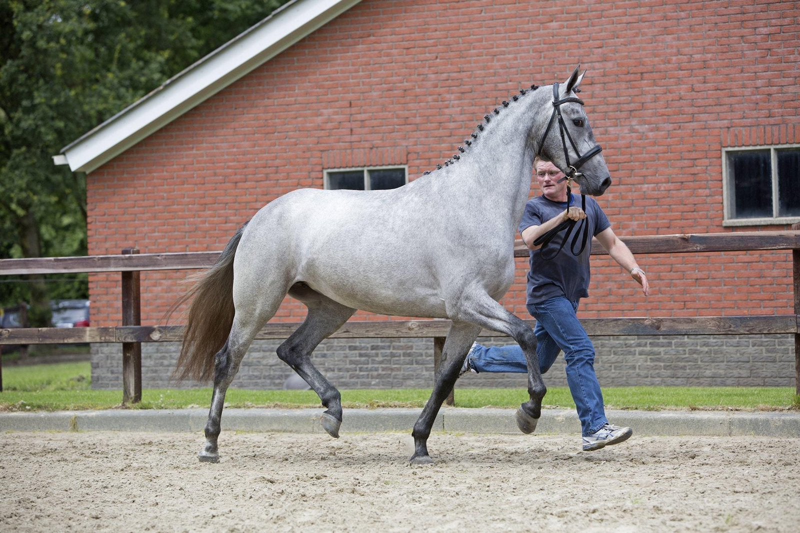 Dressuur fokmerrie drachtig van Sarai L, Dieren en Toebehoren, Paarden, Merrie, Dressuurpaard, 170 tot 175 cm, 11 jaar of ouder