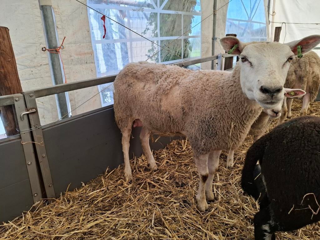 4 schapen, Dieren en Toebehoren, Vrouwelijk, Schaap
