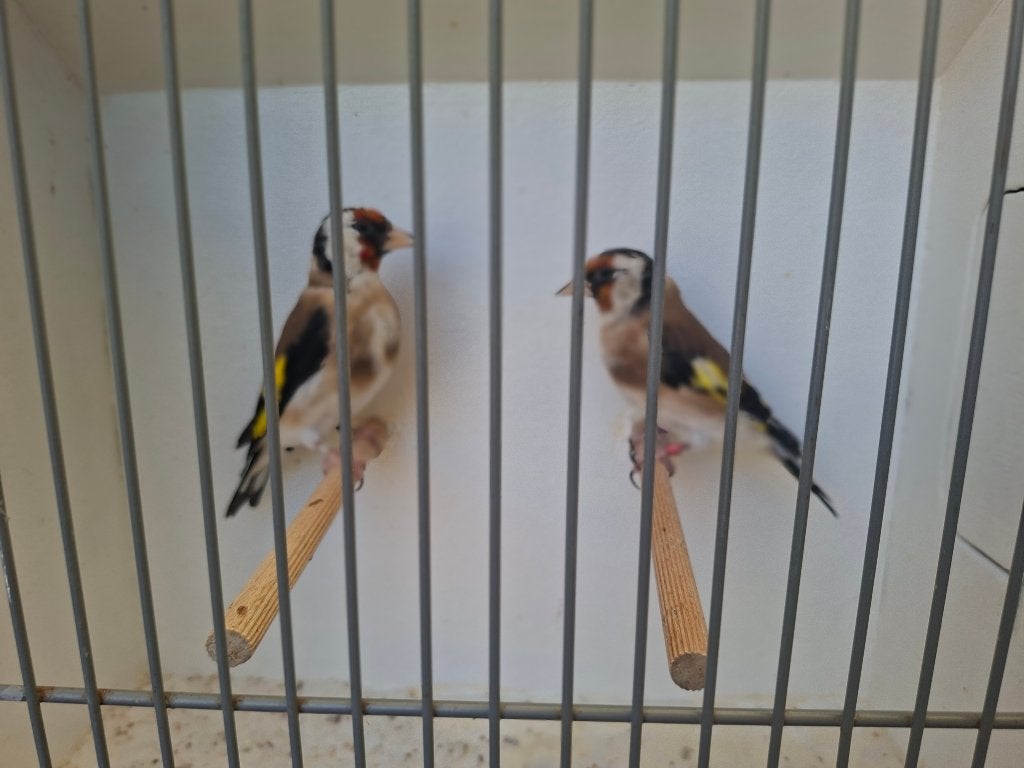 Koppel major putters 2025 x 2024, Dieren en Toebehoren, Meerdere dieren, Wildzangvogel, Geringd