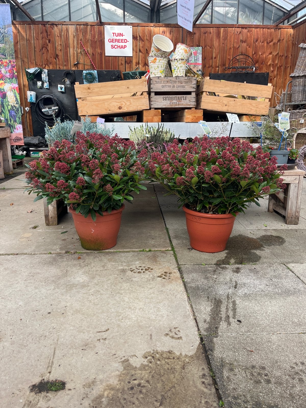 Skimmia japonica 'Rubella' - Winterharde Sierheester, Overige soorten, Vaste plant, Ophalen of Verzenden, Halfschaduw