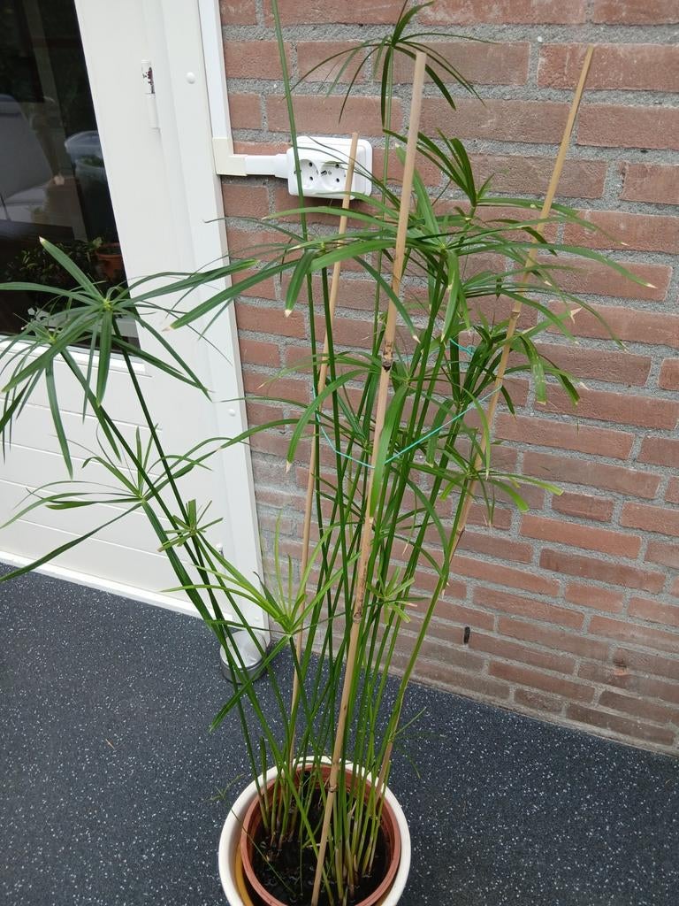 Parapluplant, Ophalen, Halfschaduw, 100 tot 150 cm