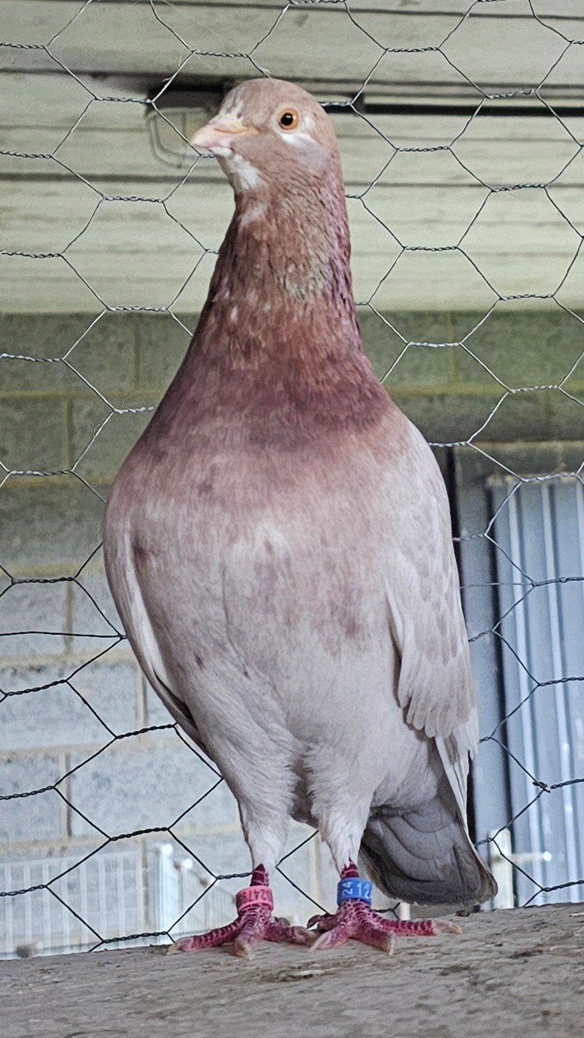 koppel birminghamrollers, Meerdere dieren, Tuimelaar of Roller