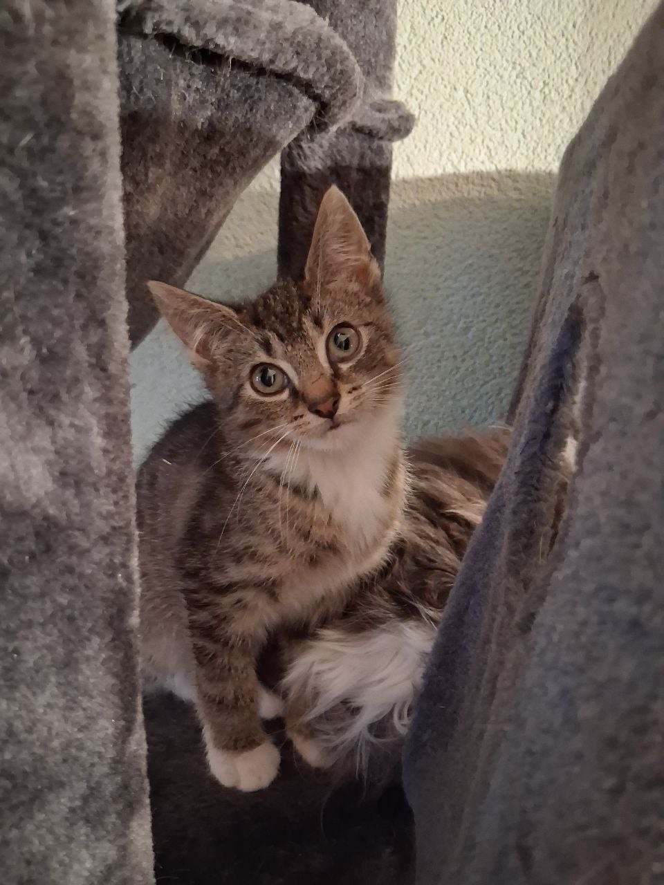 Kittens