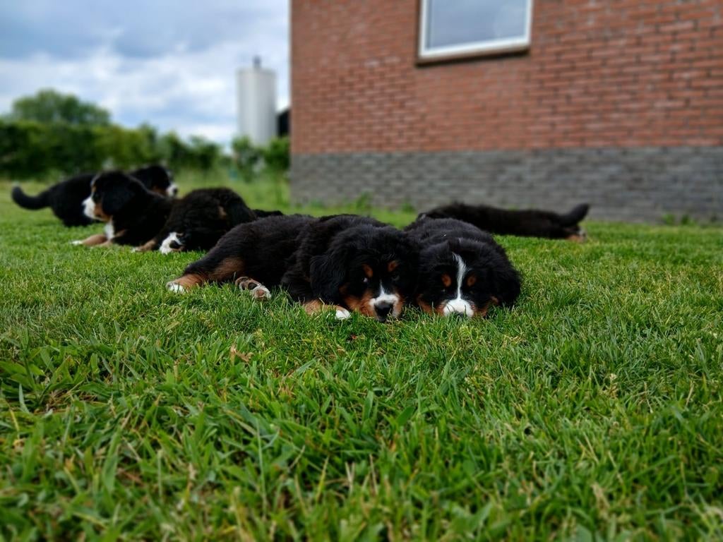 Prachtige berner sennen pups, Teef, Meerdere, Nederland, Particulier