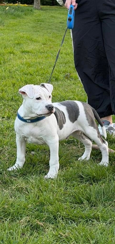 Amerikaanse Stafford Terrier pup, Dieren en Toebehoren, Honden | Bulldogs, Pinschers en Molossers, Particulier, 15 weken tot 1 jaar