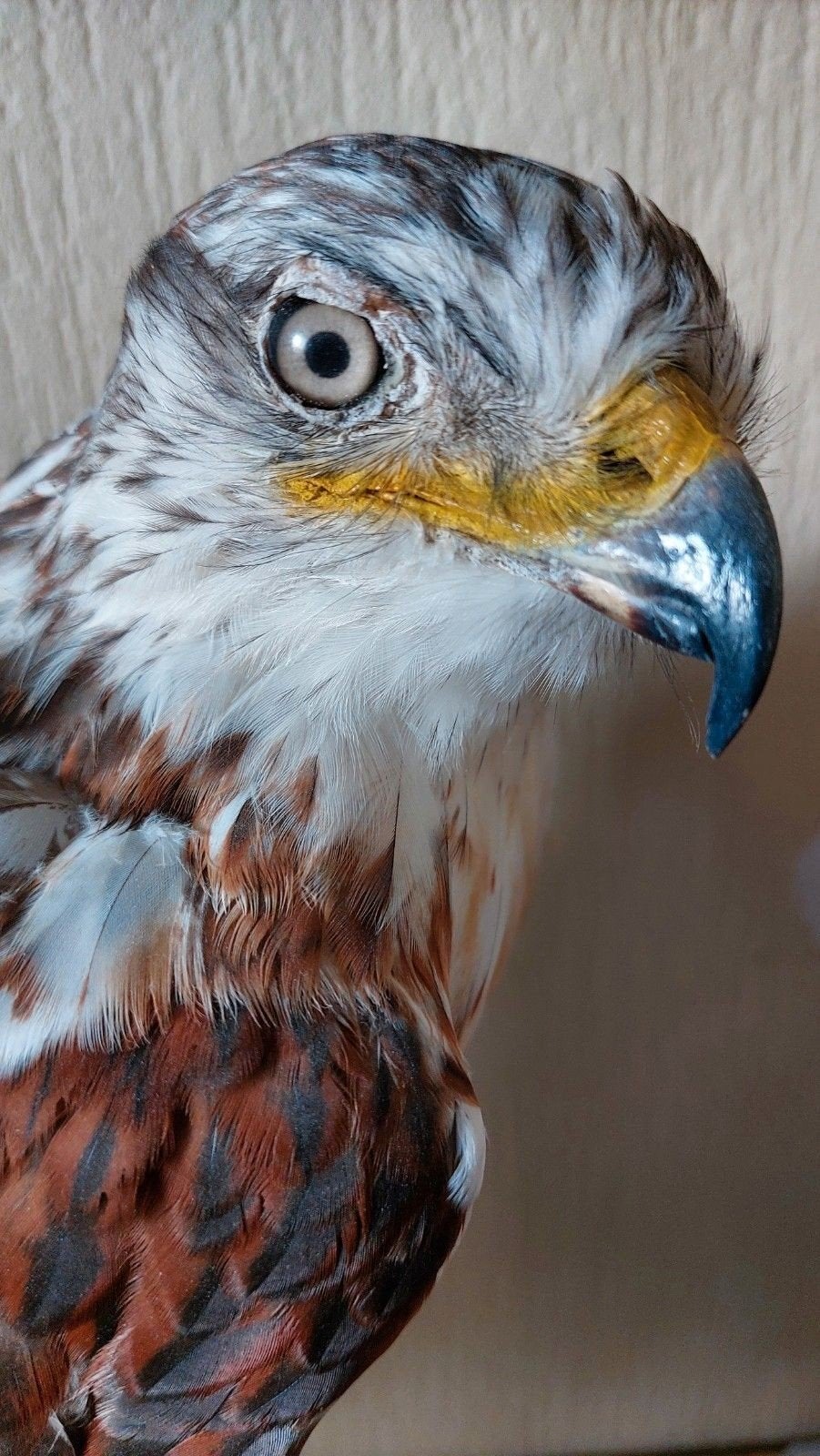 taxidermie opgezette koningsbuizerd en witte poolvos, Verzamelen, Ophalen, Zo goed als nieuw, Vogel, Opgezet dier