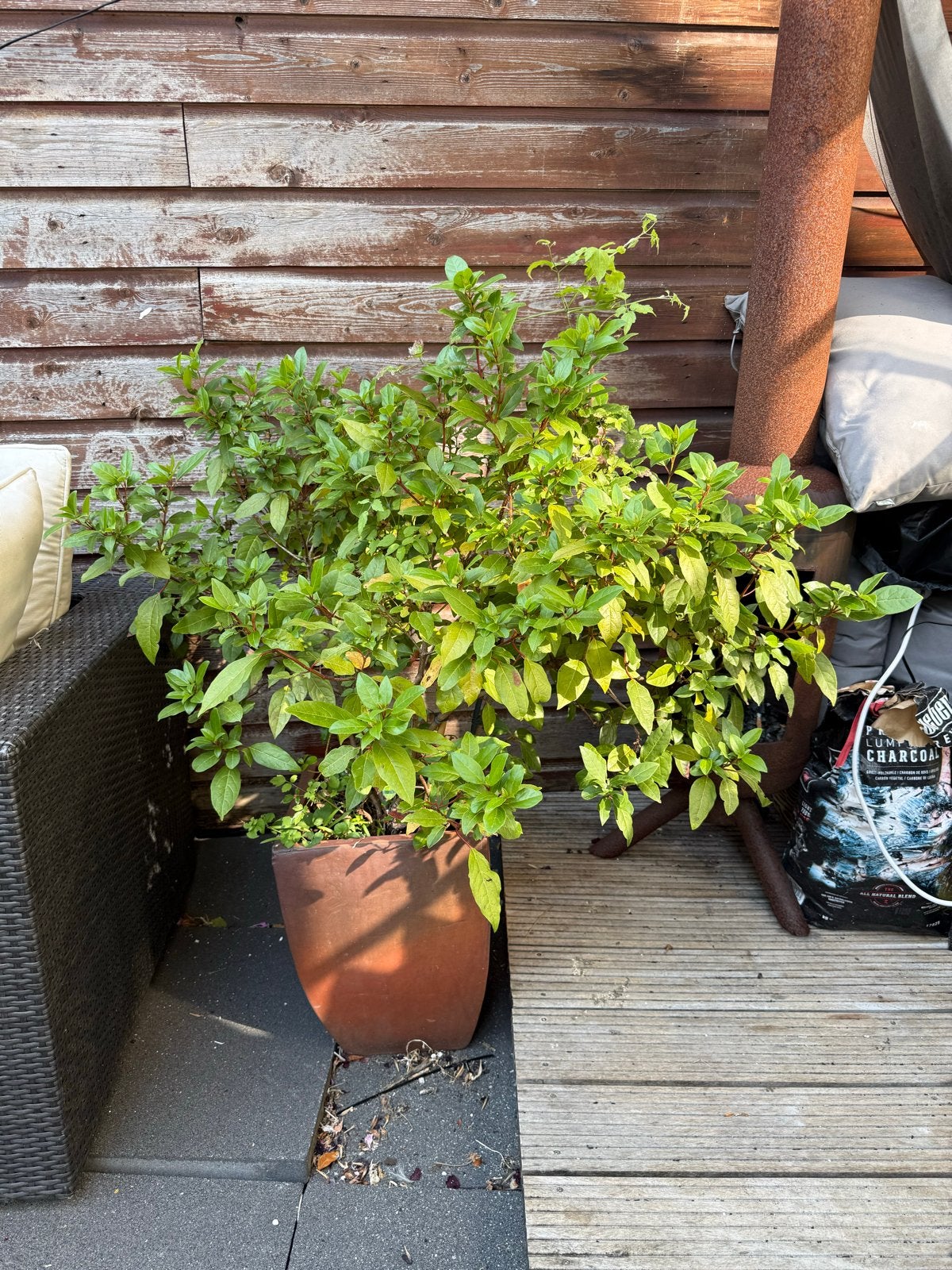 Sneeuwbal plant (Viburnum opulus), Volle zon, Vaste plant, Lente, Ophalen