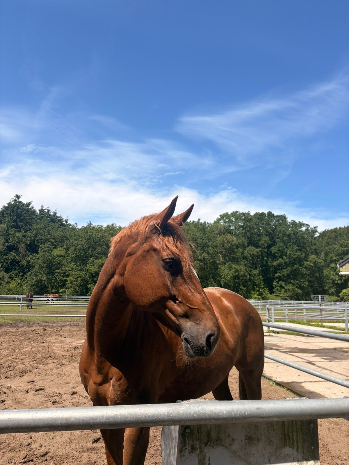 Lieve recreatie merrie 7jr, 169 cm, Merrie, Recreatiepaard, 11 jaar of ouder