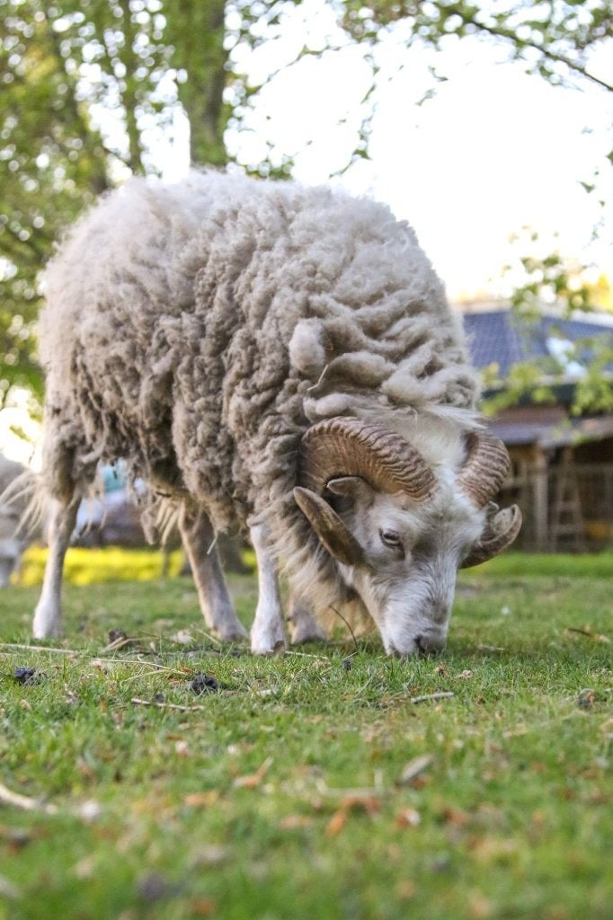 Mooie witte Ouessant ram te koop, Mannelijk, Schaap, 3 tot 5 jaar