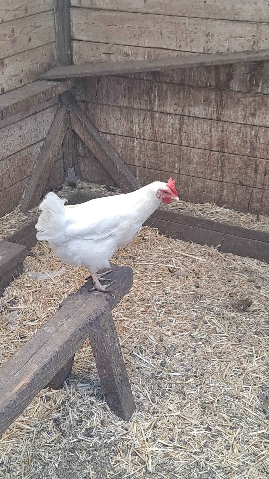 Trio leghorns heel veel kleuren beschikbaar, Meerdere dieren, Kip