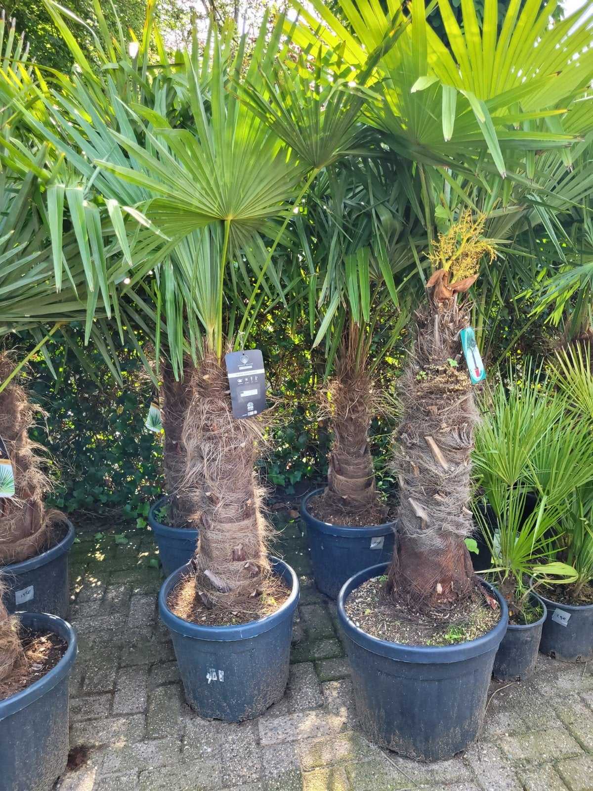 Trachycarpus fortunei - Winterharde Palmboom, Tuin en Terras, Ophalen