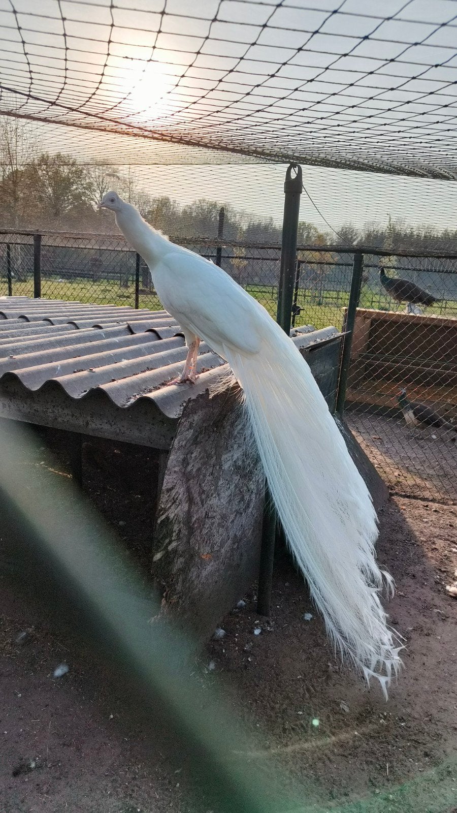 Hele mooie pauwen, Dieren en Toebehoren, Pluimvee, Meerdere dieren, Overige soorten