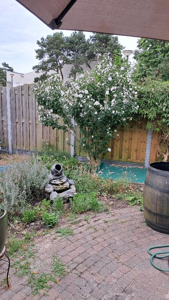 Hibiscus strijk volwassen, Tuin en Terras, Ophalen, Voorjaar, Halfschaduw, Wortelstok