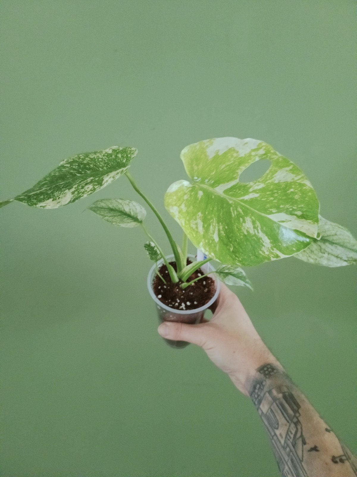 monstera mint, Ophalen of Verzenden, Halfschaduw, Minder dan 100 cm