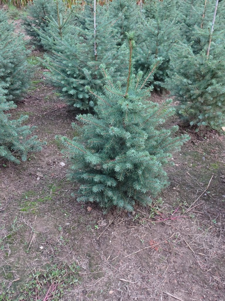 Te Koop Picea  omorika, Bloeit niet, Olijfboom, Minder dan 100 cm, Ophalen
