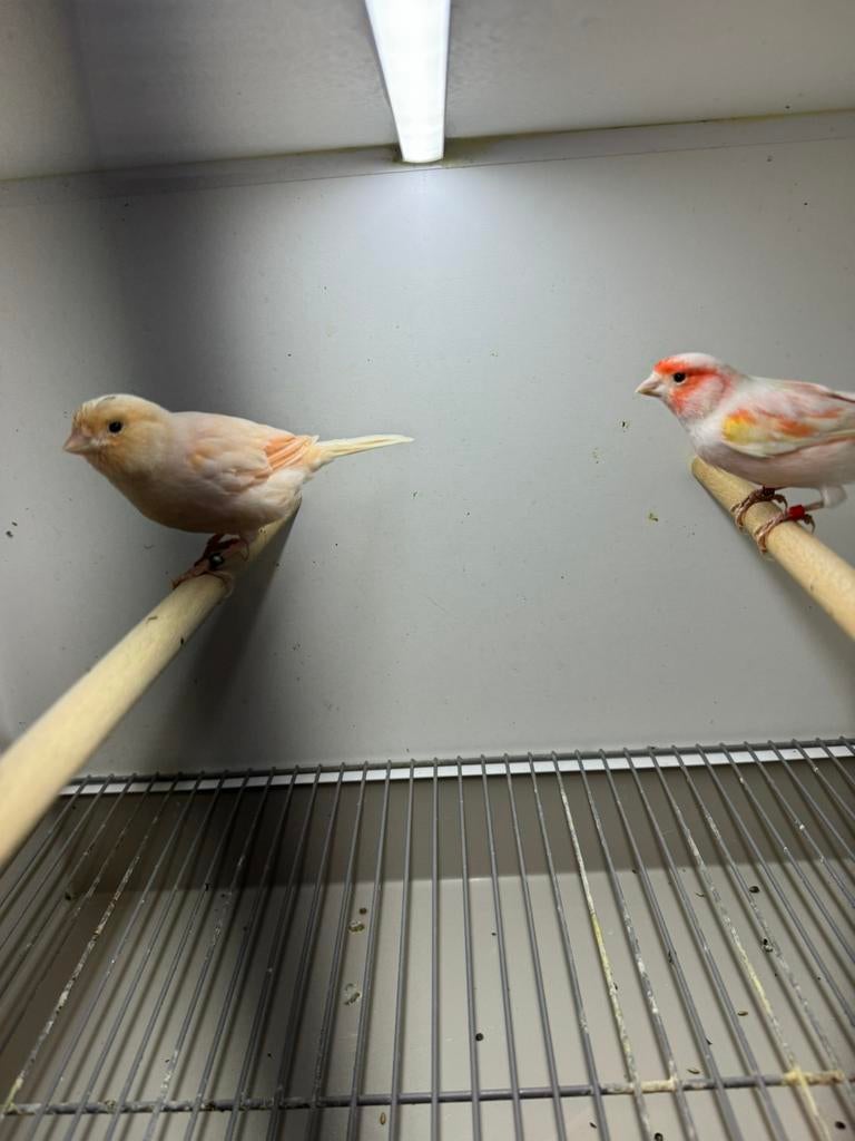 Rood mozaiek koppel, Meerdere dieren, Kleurkanarie