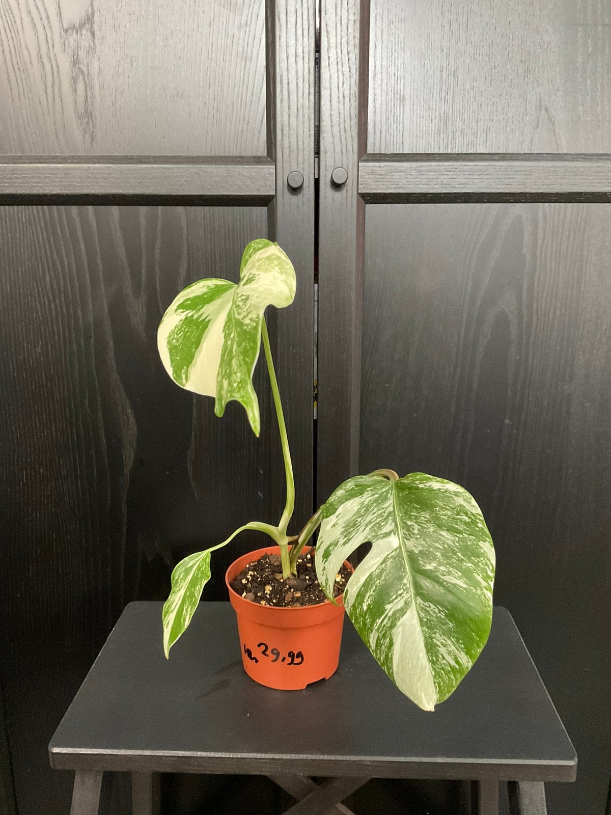 Monster albo variegata plant 4, Ophalen, Overige soorten, Halfschaduw, Minder dan 100 cm