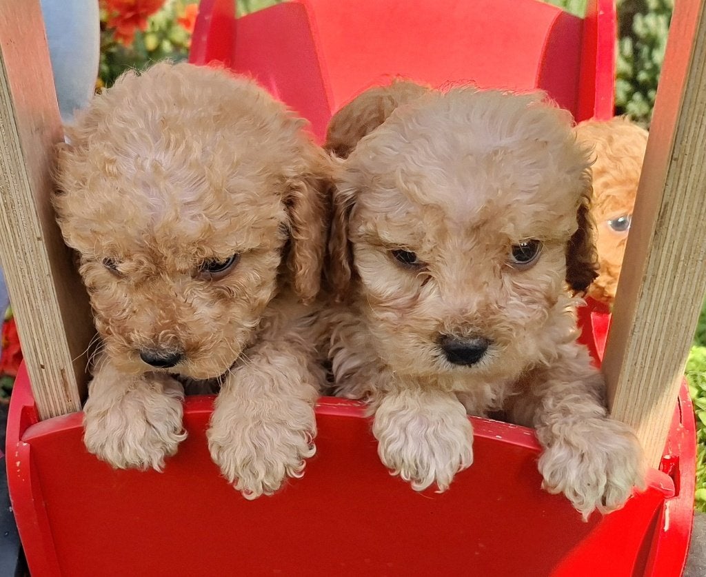 Pups unieke kruising Australian cobberdoodle x poedel, Overige rassen, 8 tot 15 weken, CDV (hondenziekte), Meerdere