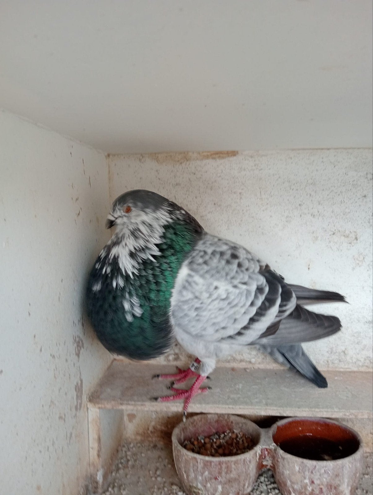 Gaditano doffer bieden vanaf 25 euro, Mannelijk, Kropper