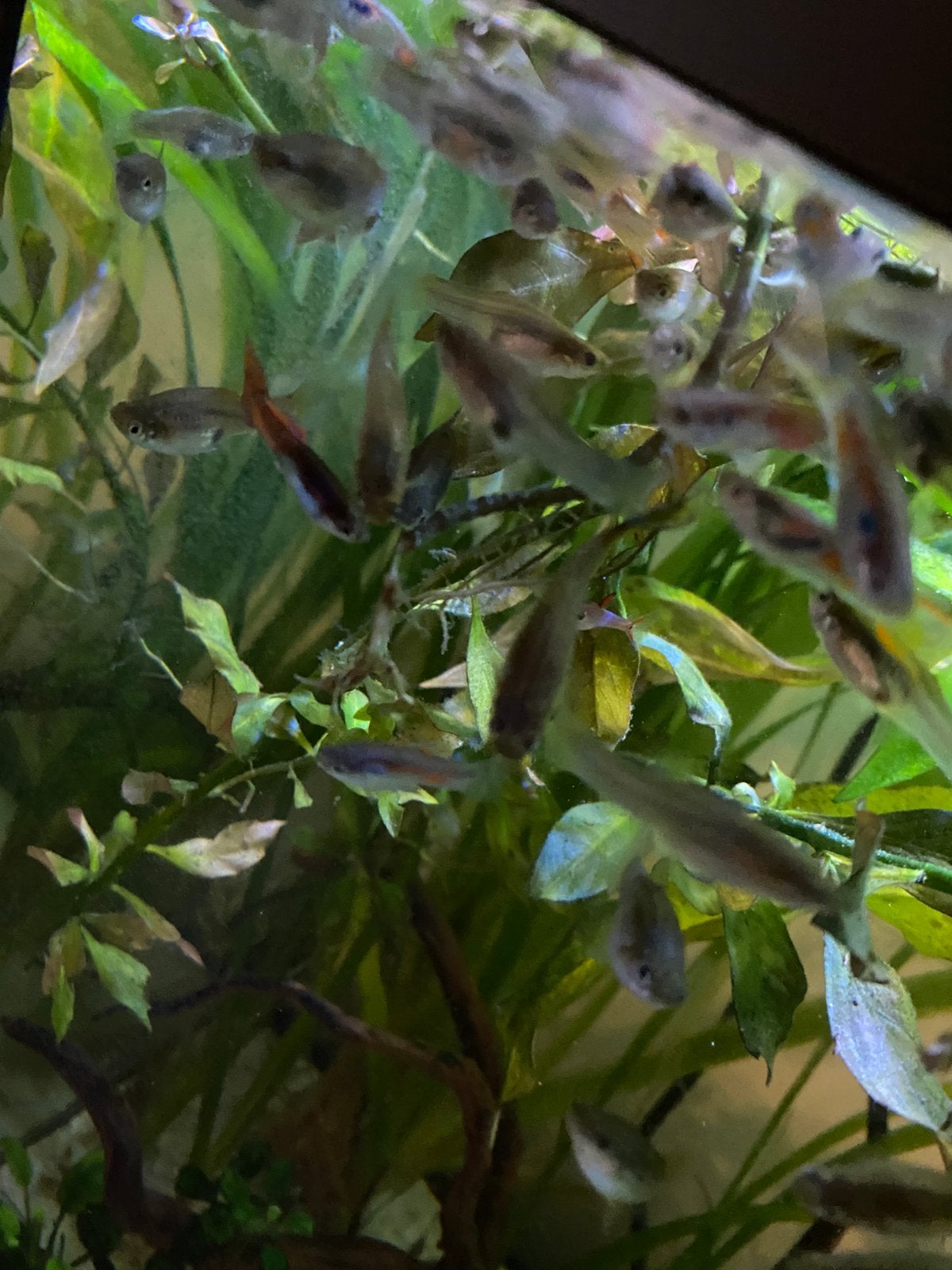 Guppenmix- 10 voor €1, Dieren en Toebehoren, Vis
