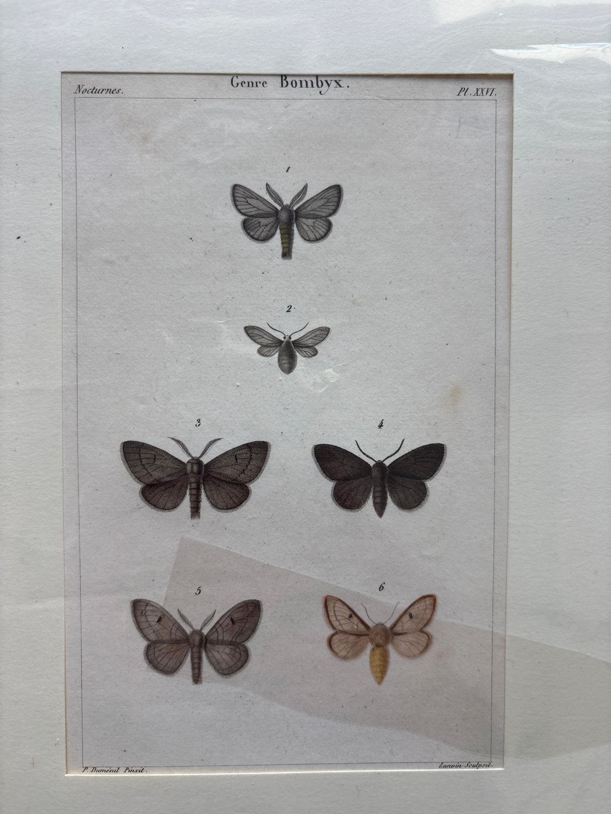 Antieke Vlinderprint - Genre Bombyx - Noctuidae, Ophalen