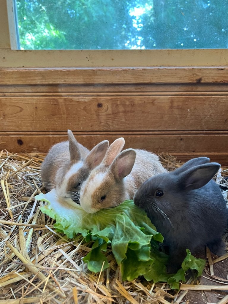 Nestje jonge konijnen, Meerdere dieren, Middelgroot, 0 tot 2 jaar