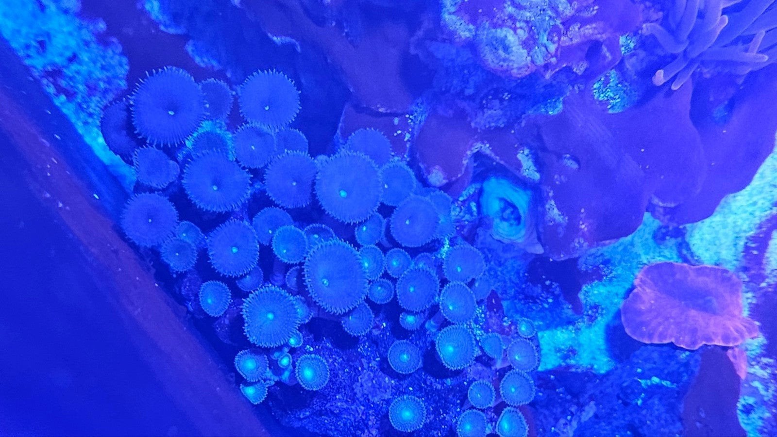 zoa coloniëen donker groen, Vis