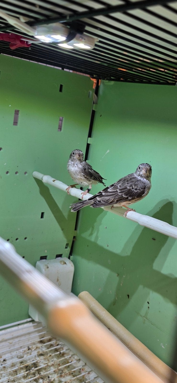 1-1 witstuit edelzanger DNA, Meerdere dieren