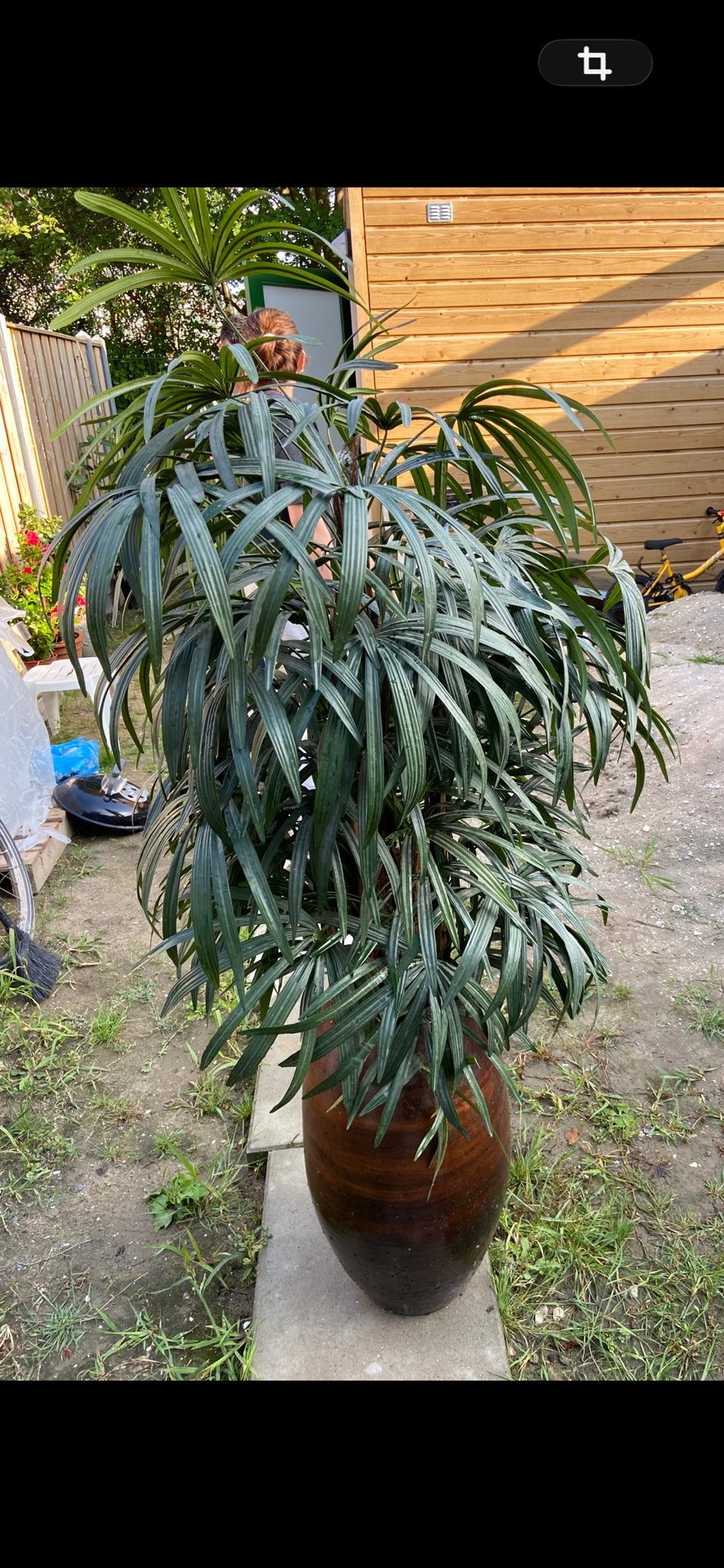 Grote Palm in Pot - Ideaal voor Binnen en Buiten, Palm, In pot, 150 tot 200 cm, Groene kamerplant