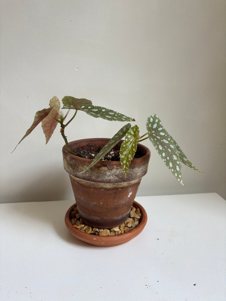 diverse kleine kamerplanten - begonia, ficus, sierasperge, Ophalen, Halfschaduw, Minder dan 100 cm