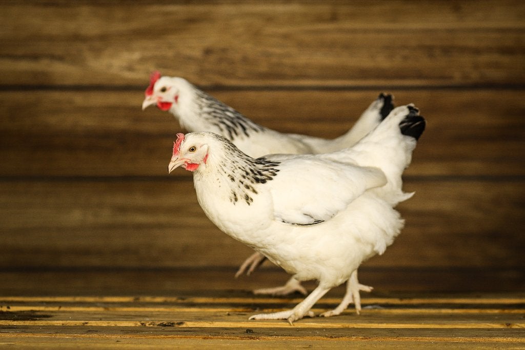 Sussex Columbia | Goede leggers | Rustige kippen, Vrouwelijk, Kip