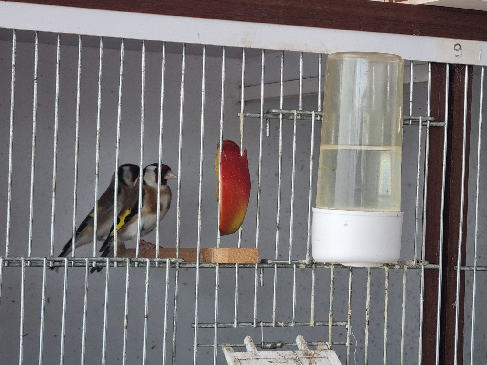 parva putter, Mannelijk, Wildzangvogel, Geringd