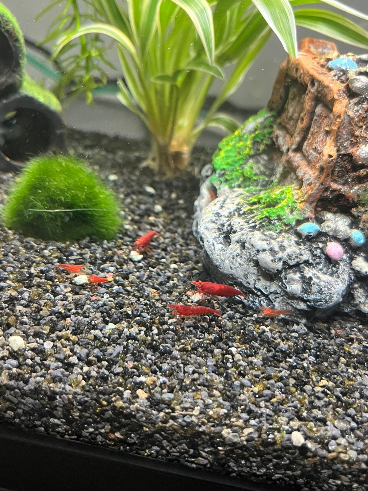 Jonge neocaridina Red Cherry garnaaltjes, Dieren en Toebehoren, Vissen | Aquariumvissen, Kreeft, Krab of Garnaal