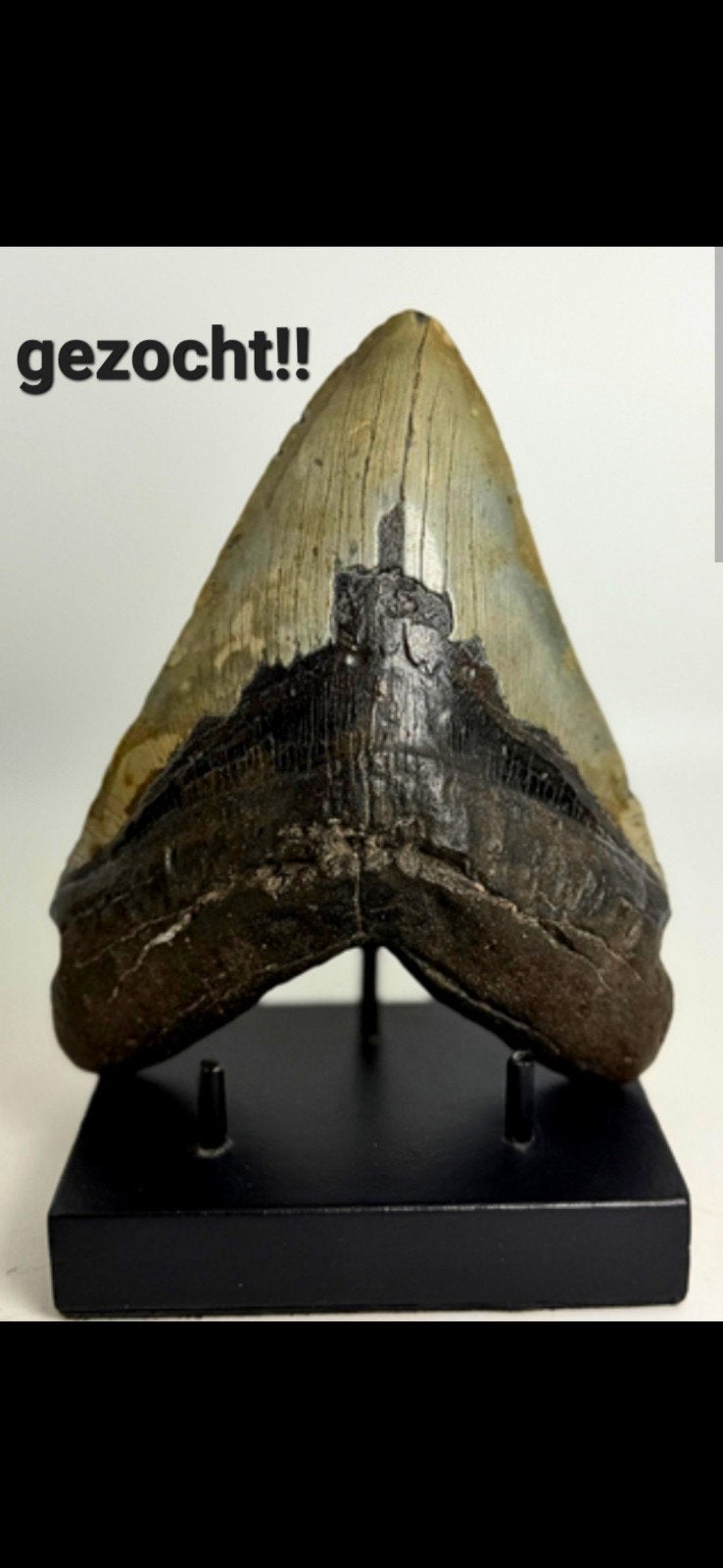 gezocht: grote megalodon tand (6 inch+), Ophalen of Verzenden, Fossiel