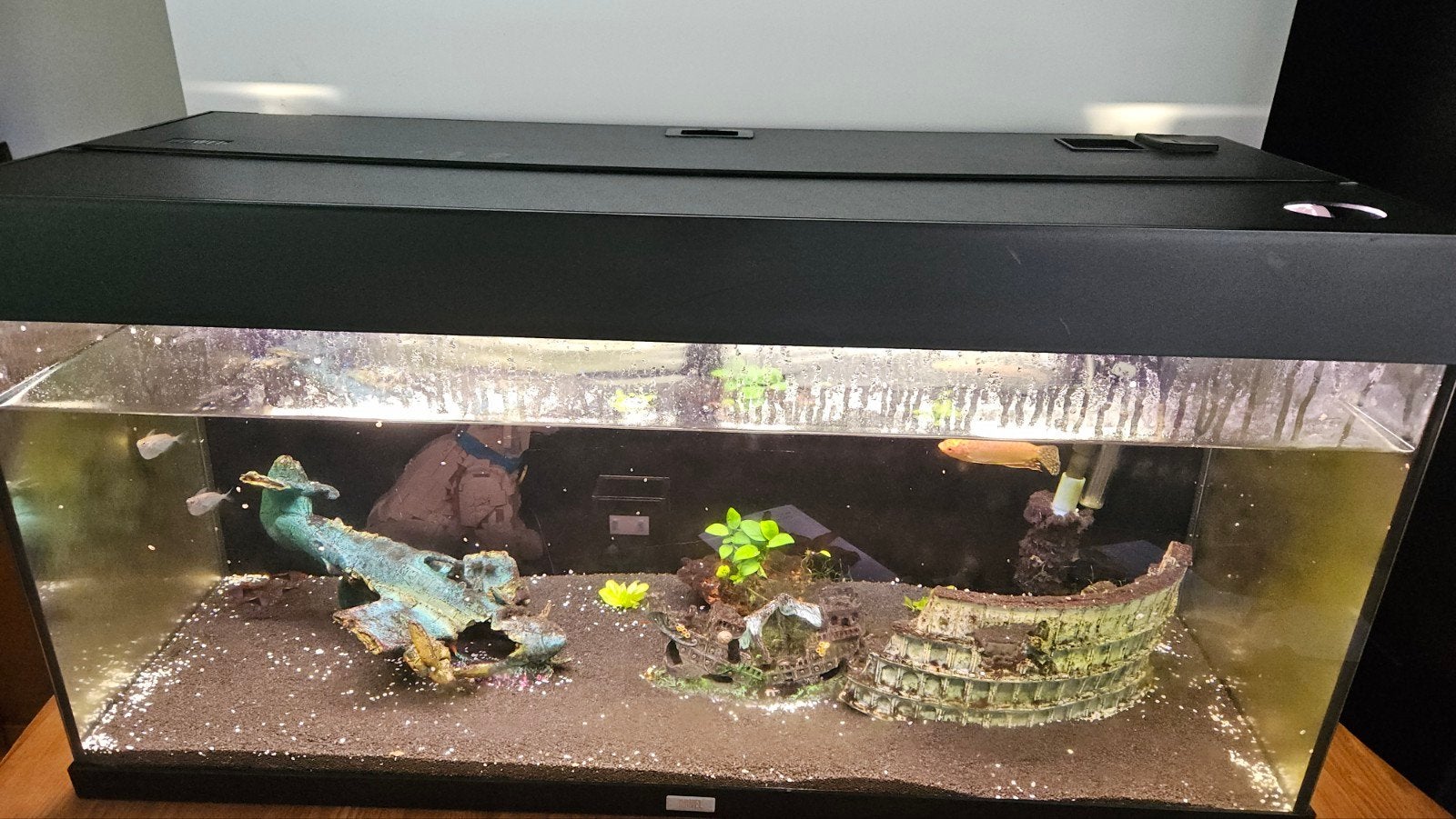 Aquarium, Ophalen, Gevuld zoetwateraquarium, Juwel