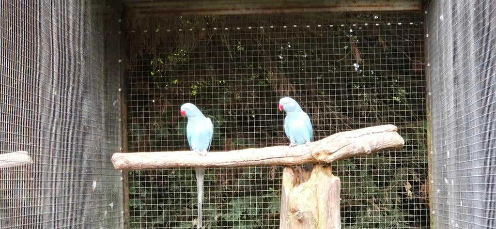 Blauwe halsbandparkiet, Meerdere dieren, Parkiet