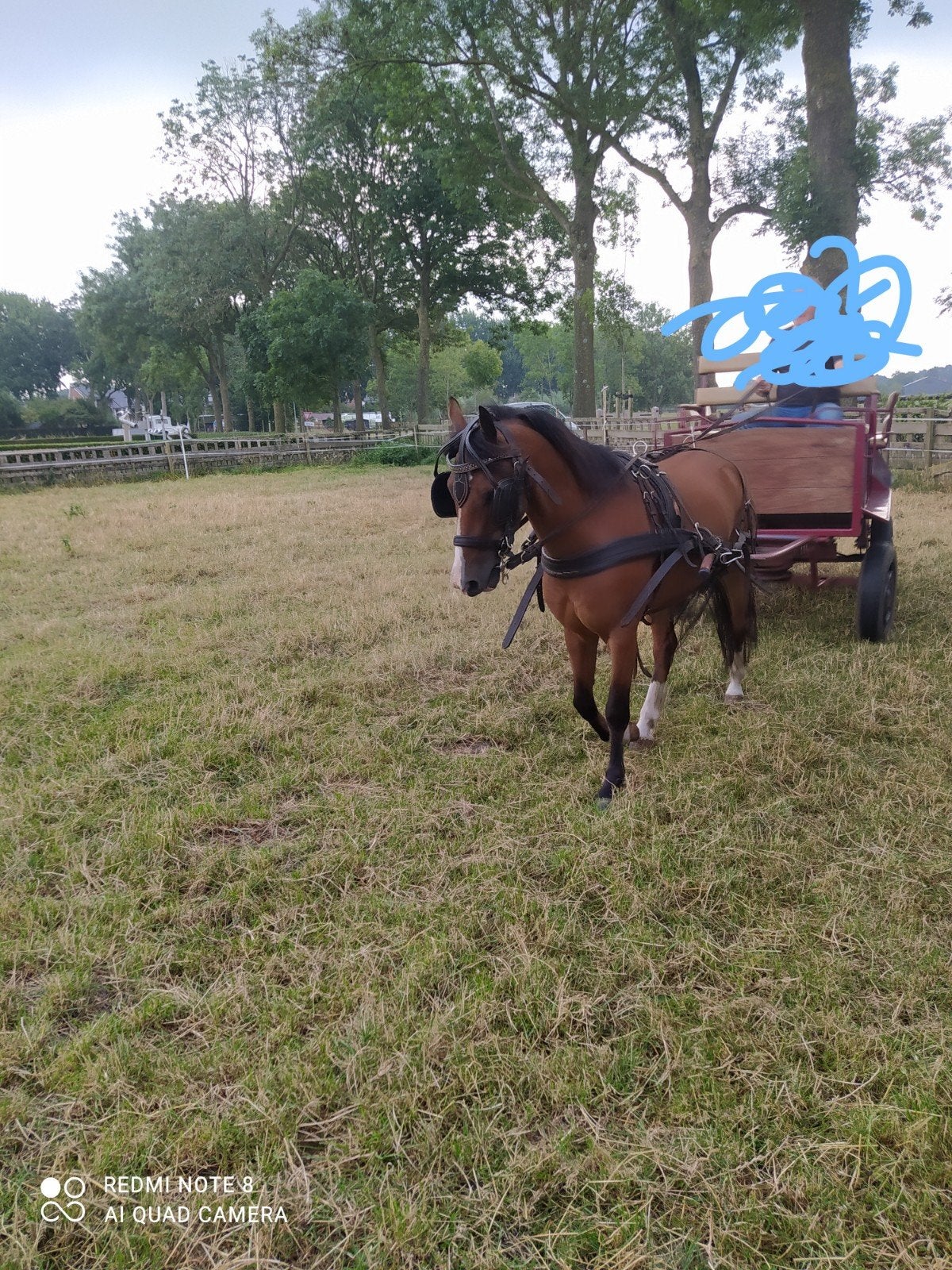 Lieve pony, Minder dan 160 cm, B, Ruin, 3 tot 6 jaar