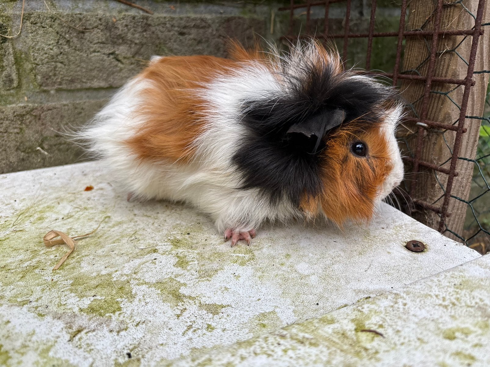 Driekleur cavia beertje, Dieren en Toebehoren, Knaagdieren, Januari, Mannelijk, Cavia