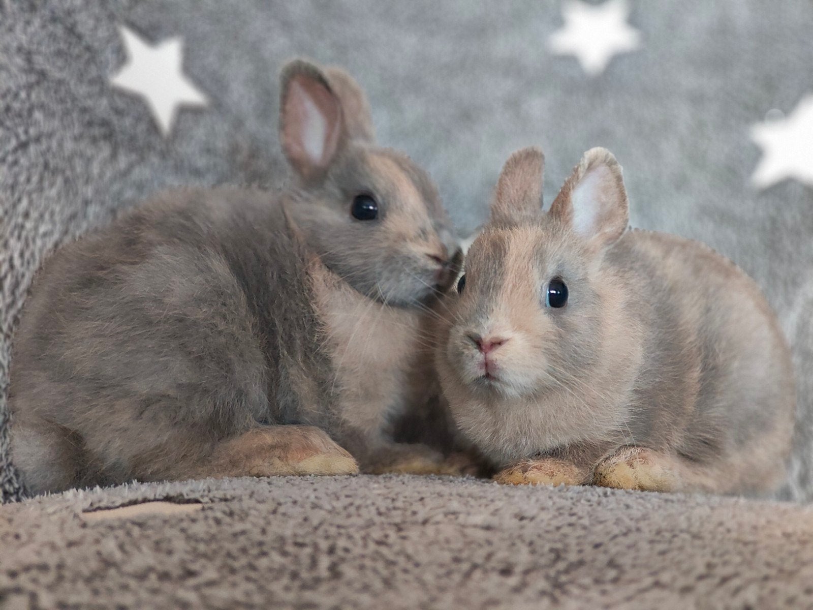 Jonge dwergkonijntjes , kleurdwerg en loffelohr, Dieren en Toebehoren, Konijnen, Meerdere dieren, Dwerg